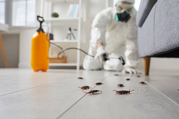 Trusted Cockroach Control service in Chinle, AZ - Nex Pest Control